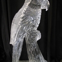 Parrot  Ice Sculpture by Passion for Ice